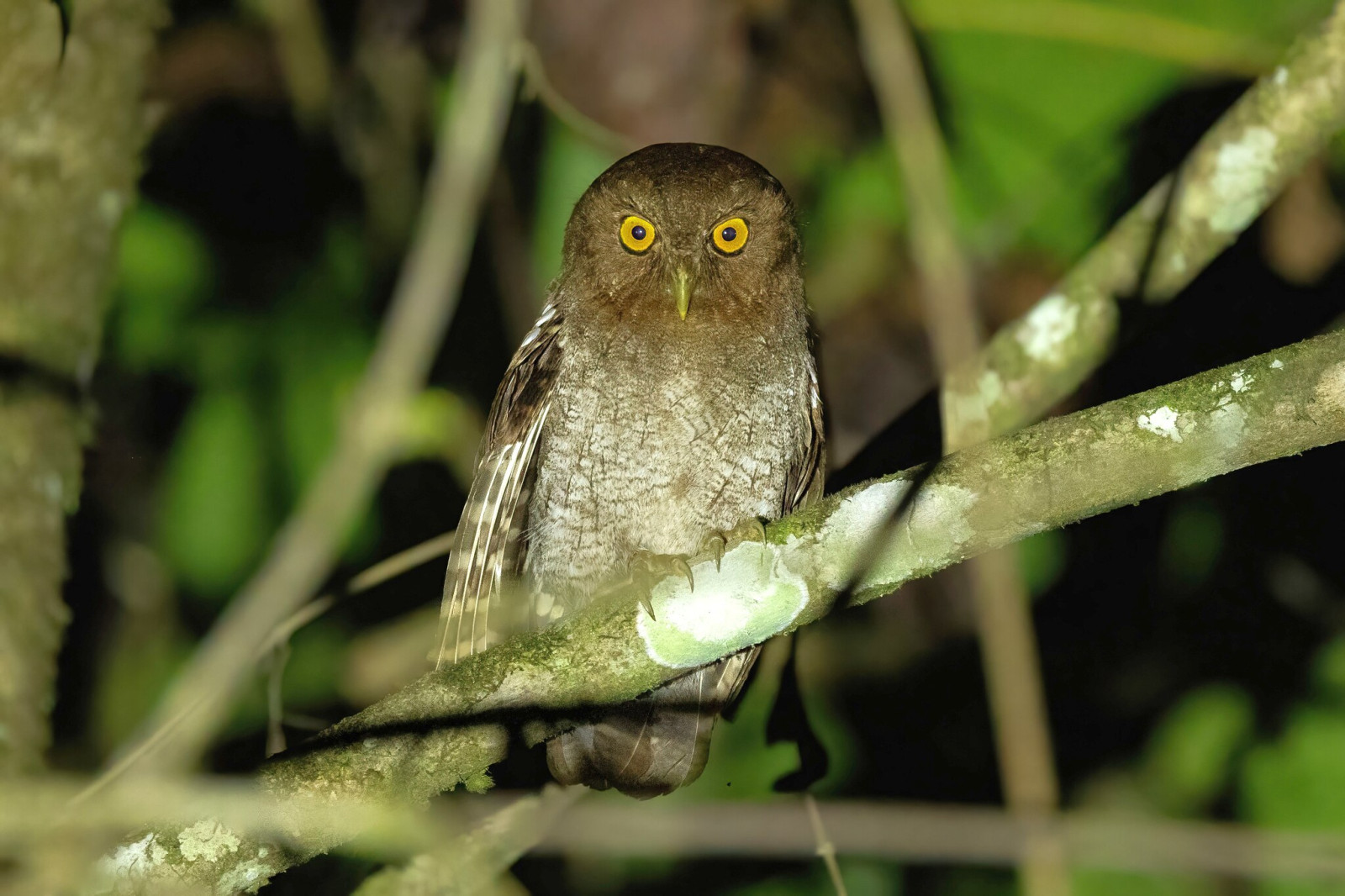 image Foothill Screech-Owl